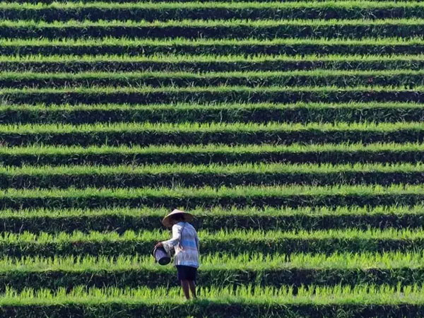 Asian rice prices surge 20% in May as war and weather threaten output