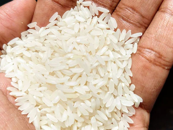 Rice crop at risk if monsoon remains uneven; July rainfall pattern critical: ICFA Chief